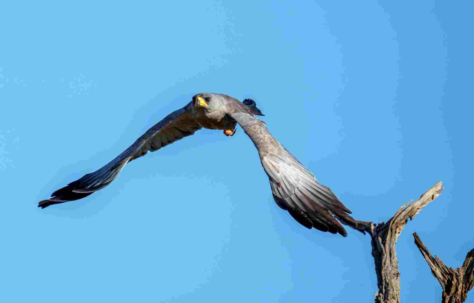 Hawk flying over a blue sky